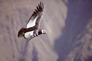 Rico Prou Arequipa - Condor - Mirador del Condor