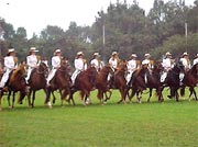 Dfil de Caballos de Paso