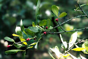 Prou Soroche - Branche d'arbre  coca